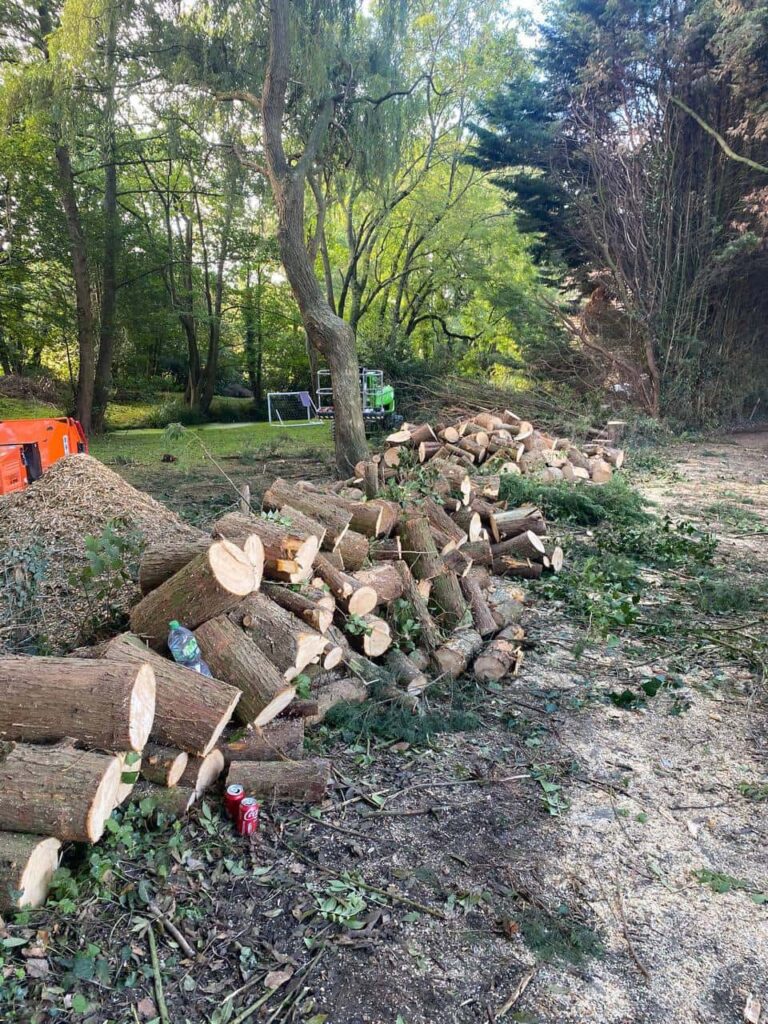 This is a photo of a wood area which is having multiple trees removed. The trees have been cut up into logs and are stacked in a row. Ilkeston Tree Surgeons