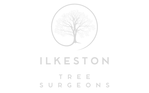 Ilkeston Tree Surgeons